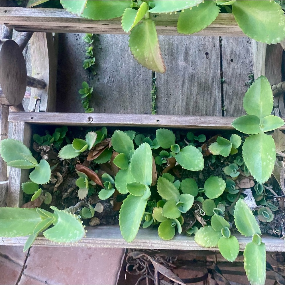 Four succulents, infinite joy. Get your mystery box today!